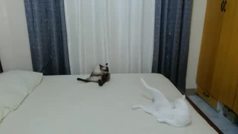 Snapshot of _amberxxx chatting on February 2025 05:03:02 PM Amber online show from February 2025 05:03:02 PM