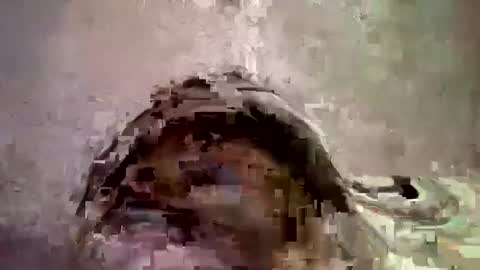 _hershey003 online show from January 2025 08:33:01 AM