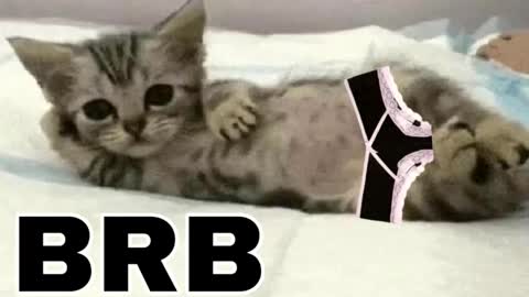 miko3 online show from February 2026 10:30:01 PM