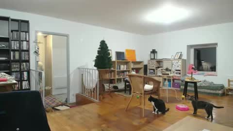 Alice online show from December 2024 05:53:02 AM