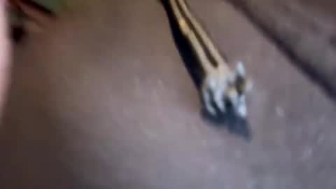 Snapshot of amature59 chatting on January 2025 03:11:01 PM Jamesy online show from January 2025 03:11:01 PM