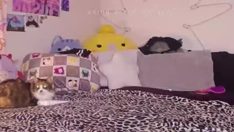 Snapshot of amia_mia chatting on January 2026 07:58:02 AM amia mia online show from January 2026 07:58:02 AM