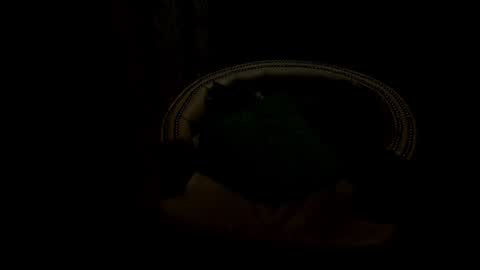 Snapshot of analia18_ chatting on January 2025 06:33:02 PM analia18 online show from January 2025 06:33:02 PM