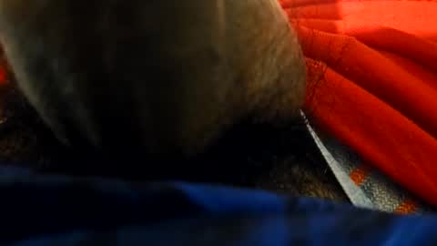 anel794872 online show from February 2026 06:00:02 AM