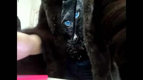 Snapshot of angelo4ek_olya chatting on January 2025 11:56:02 AM Your dreams best breasts online show from January 2025 11:56:02 AM