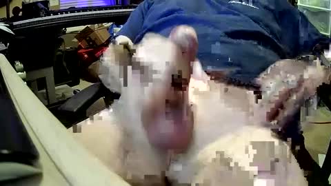 Snapshot of bb5199bb chatting on December 2024 01:00:02 AM bb5199bb online show from December 2024 01:00:02 AM