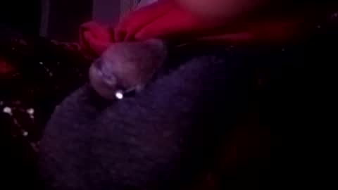 bcfalcon69 online show from May 2026 02:51:01 AM