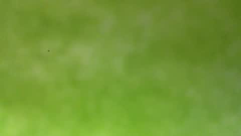 bonershow online show from January 2026 04:22:01 PM