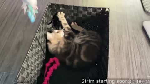 Booker Baxton online show from December 2024 04:10:02 AM