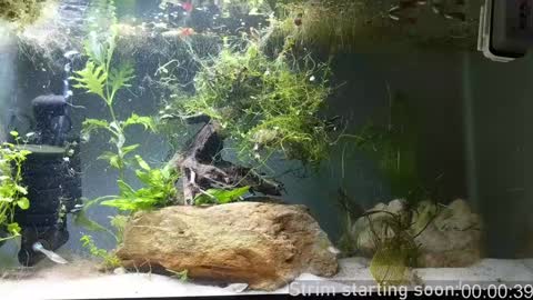 Booker Baxton online show from December 2024 04:09:01 AM