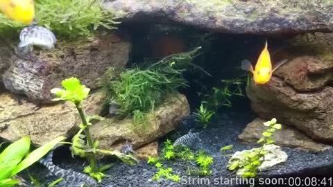 Booker Baxton online show from January 2025 04:01:02 AM