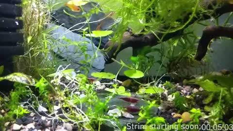 Booker Baxton online show from January 2025 04:06:02 AM