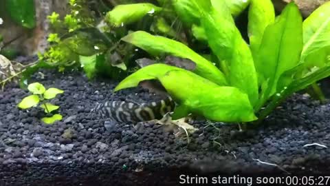 Booker Baxton online show from January 2025 04:04:01 AM