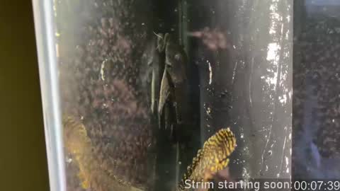 Booker Baxton online show from February 2025 04:01:02 AM