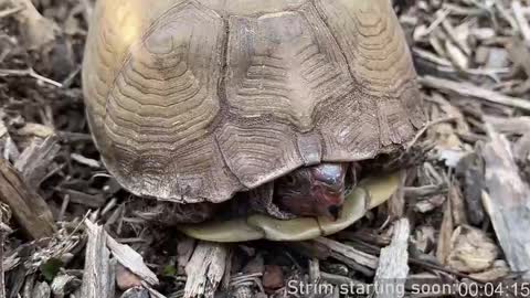 Booker Baxton online show from March 2025 04:05:02 AM