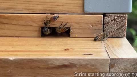 Booker Baxton online show from September 2025 03:10:01 AM