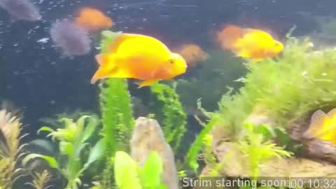 Booker Baxton online show from February 2026 04:01:02 AM