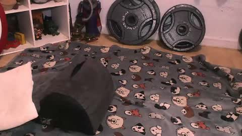 Snapshot of bouncinbooty chatting on April 2026 06:29:02 AM Pumpkin Butt online show from April 2026 06:29:02 AM