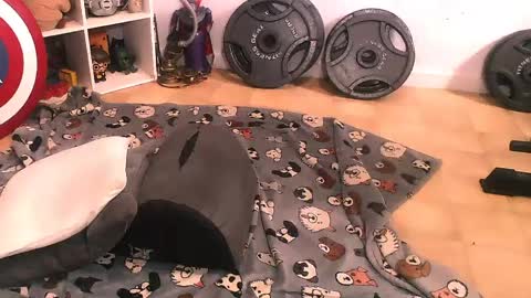 Snapshot of bouncinbooty chatting on April 2026 07:51:02 PM Pumpkin Butt online show from April 2026 07:51:02 PM