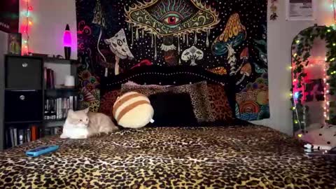 Puddin online show from December 2024 03:26:02 AM