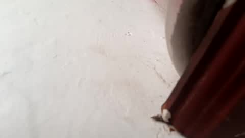 Brittany  online show from November 2025 01:55:02 PM