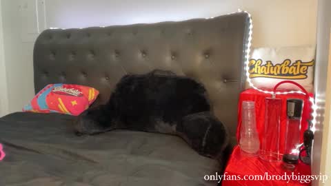 Brody Biggs online show from November 2025 08:02:01 PM