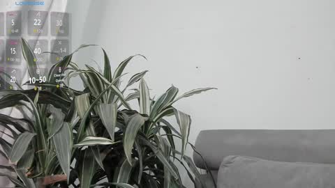 Snapshot of carolina_t chatting on January 2025 12:59:01 AM carolina_t online show from January 2025 12:59:01 AM