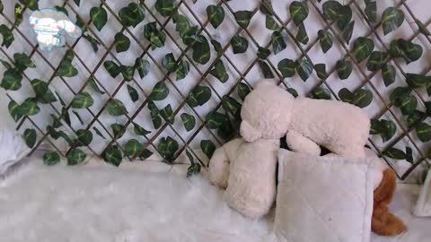 charly_evans60 online show from February 2025 10:09:02 PM