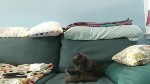 Snapshot of chelseasentra1 chatting on January 2025 05:46:01 PM Chelsea online show from January 2025 05:46:01 PM