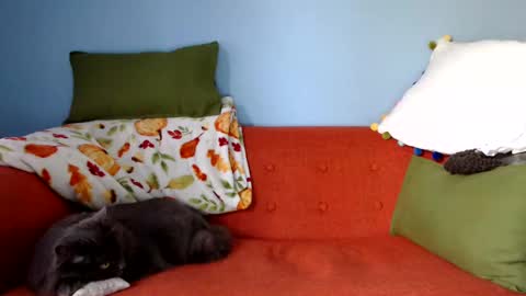 Snapshot of chelseasentra1 chatting on September 2025 01:25:02 PM Chelsea online show from September 2025 01:25:02 PM