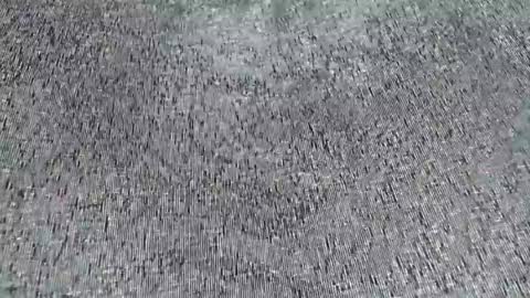 Snapshot of choccoa chatting on June 2026 10:18:01 AM Daisy online show from June 2026 10:18:01 AM
