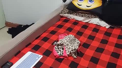 Snapshot of creamyhub chatting on December 2025 07:02:02 AM creamyhub online show from December 2025 07:02:02 AM