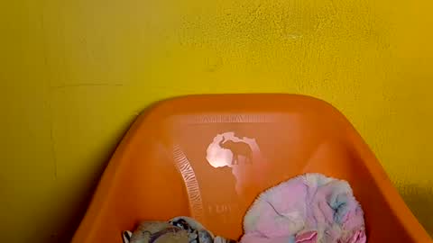 creamyposh1 online show from June 2026 04:23:01 AM