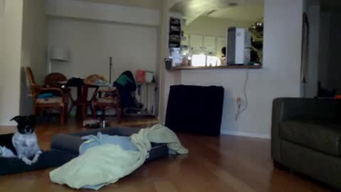 cumfiesta1 online show from January 2025 04:29:01 PM