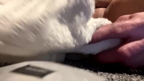 Snapshot of cumsinmealot chatting on January 2025 08:42:01 AM Aprilia online show from January 2025 08:42:01 AM