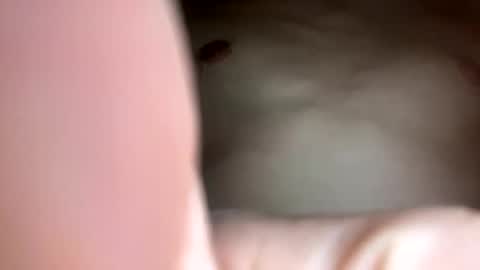 Snapshot of curvy24777 chatting on February 2025 07:44:02 AM curvy24777 online show from February 2025 07:44:02 AM