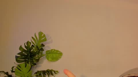 Stacy online show from January 2025 03:31:01 AM