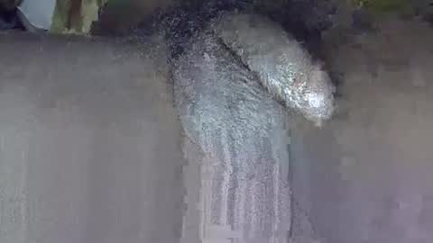 Snapshot of dadyschlong chatting on June 2026 03:17:01 PM GIANT Lamar 72 ft tall with a 10 inches BBC hard quick cumshot in private show lets go online show from June 2026 03:17:01 PM