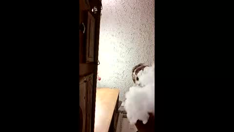 Snapshot of dalildick chatting on February 2026 11:11:02 AM dalildick online show from February 2026 11:11:02 AM