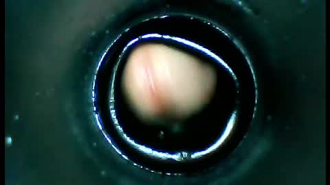 damdam44 online show from January 2025 04:51:02 PM