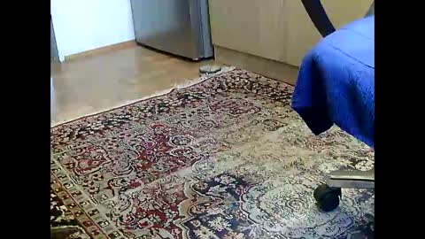 Snapshot of dammerl6 chatting on December 2024 07:16:02 AM Dammerl online show from December 2024 07:16:02 AM