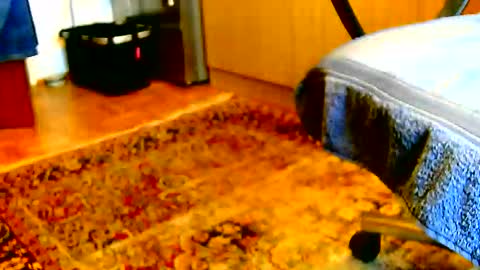 Snapshot of dammerl6 chatting on December 2025 01:17:04 PM Dammerl online show from December 2025 01:17:04 PM