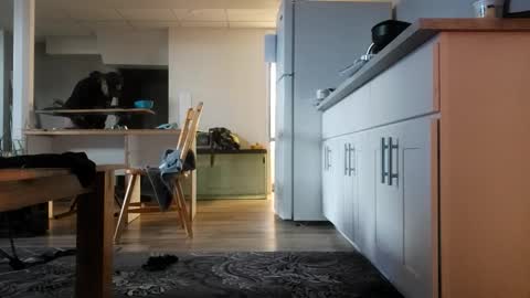 danimal5000 online show from November 2025 04:18:01 PM