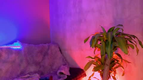 danita_veelz online show from June 2026 10:37:01 PM