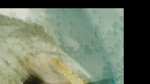 dandeb online show from January 2026 01:26:01 PM