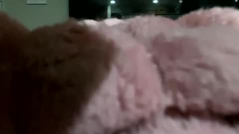 Snapshot of dannyboy621 chatting on November 2025 02:10:02 AM dannyboy621 online show from November 2025 02:10:02 AM