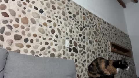 David online show from October 2025 03:45:01 AM