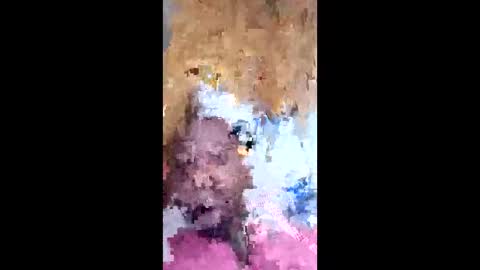 dawgshort858 online show from May 2026 02:22:01 PM