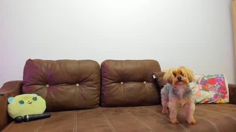 Misha online show from February 2025 09:33:01 AM