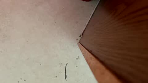 Snapshot of dragonman1219 chatting on January 2025 05:44:01 PM dragonman1219 online show from January 2025 05:44:01 PM